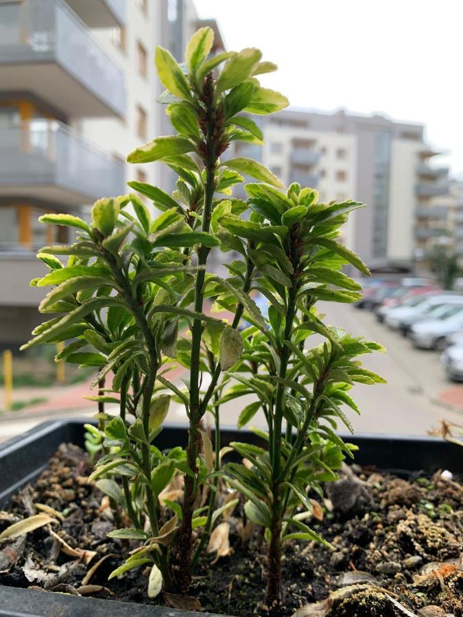 Apartament Polonia Leilighet Szczecin Eksteriør bilde